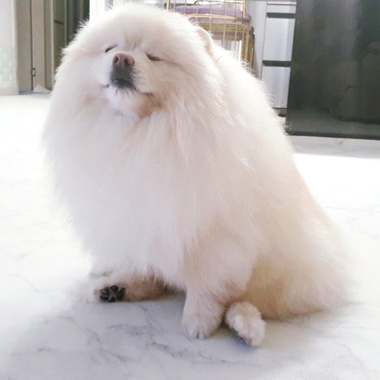  초보! 강아지 키우기 이것 모르고 넘어가면 내 강아지 잡는 건 시간문제