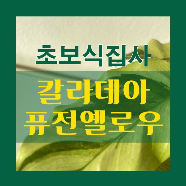  이 구역의 예민보스 칼라데아 퓨전 옐로우