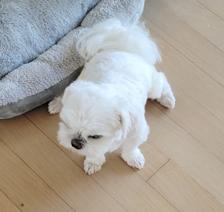 (잡다)<b>성범죄자 물리적거세</b> 화학적거세 논란 및 비용 비교... 