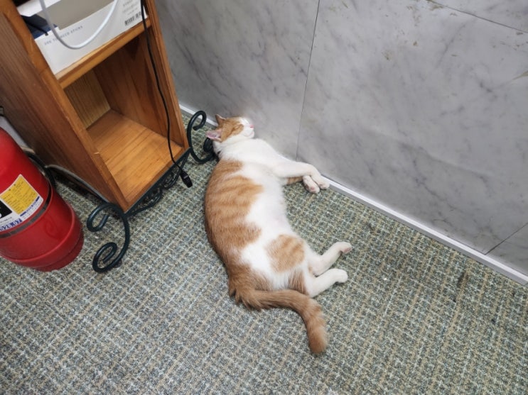 누가 보면 죽은 줄~~ 누가 보면 죽은 줄~~