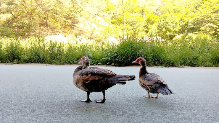 걷고 사랑하며 #212: 서대문보건소 앞 장미(Rose)와 홍제천의 기러기(Goose)