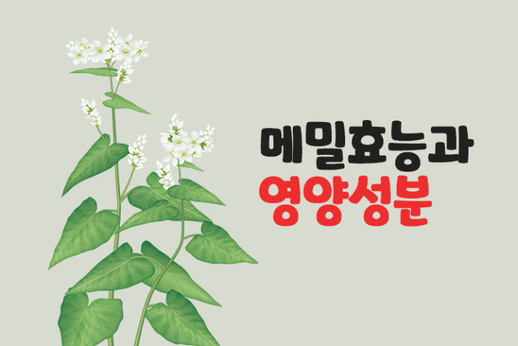  메밀 효능 영양성분