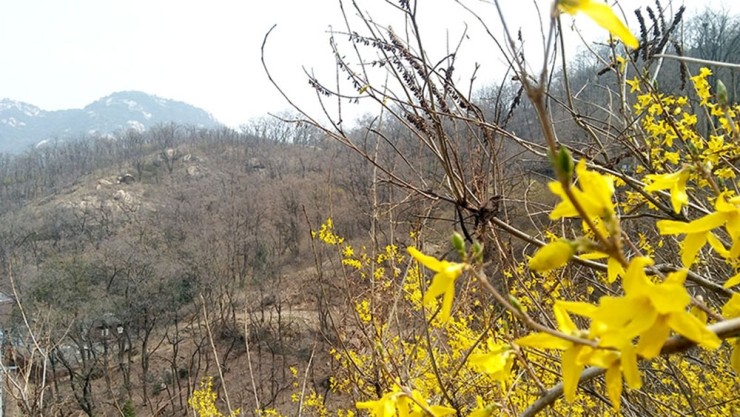  걷고 사랑하며 #207: 다른장소 같은느낌: 안산자락길의 개나리