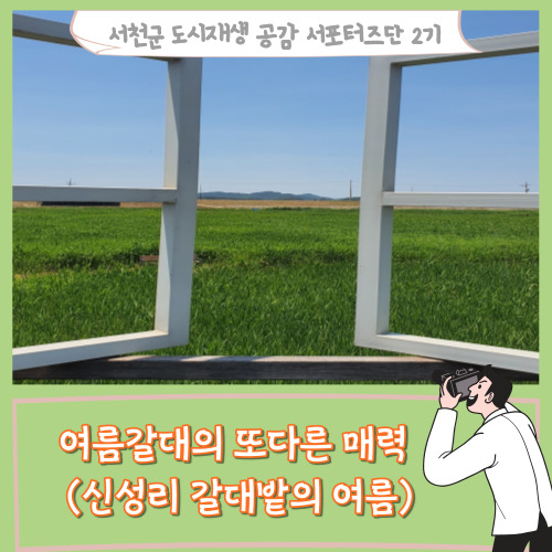  [서포터즈]여름갈대의 또다른 매력(신성리 갈대밭의 여름)