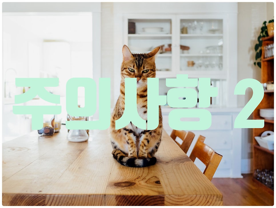 고양이정원 강화점 사진 5