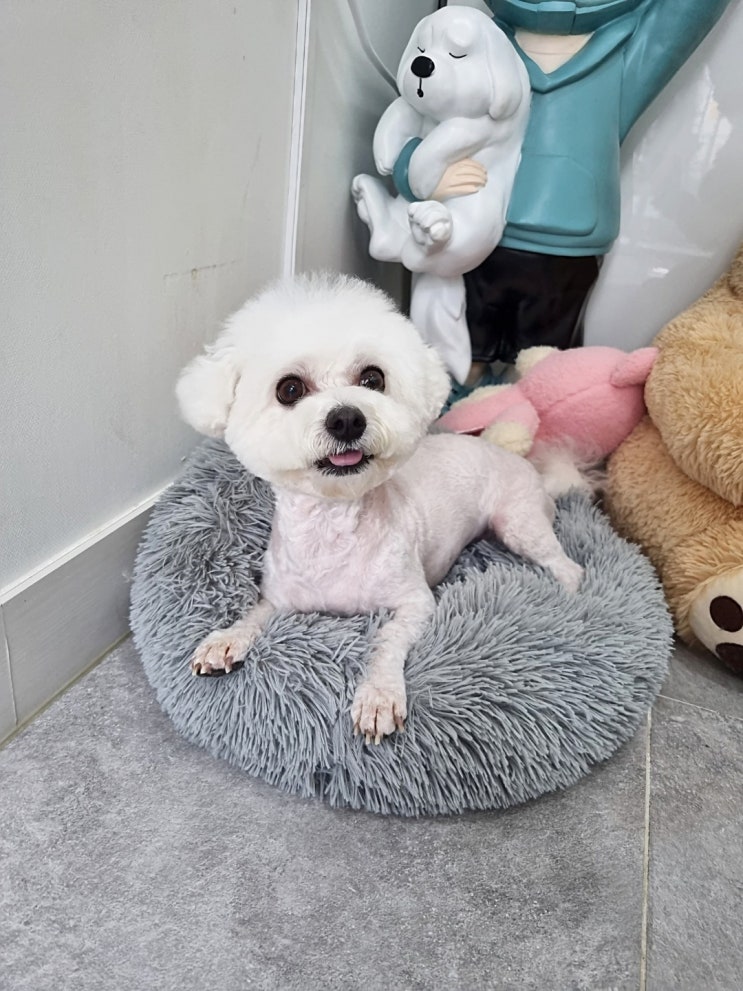  마산 합성동 멍뭉미 미용 후기