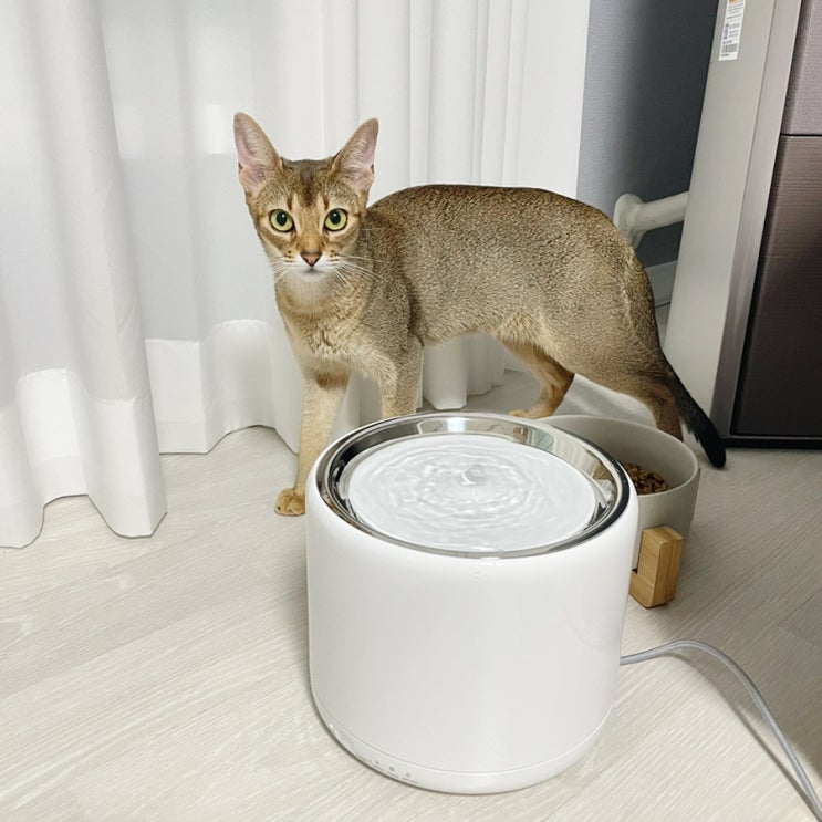 펫킷 고양이 정수기 에버스윗 3세대 내돈내산 후기