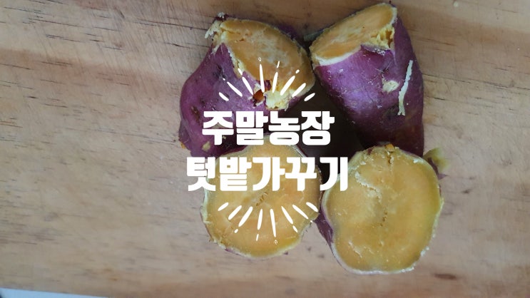  주말농장 5. 텃밭 가꾸기