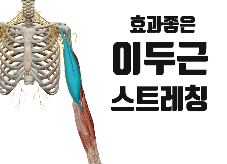 이두근 스트레칭 안내[영통역한의원]