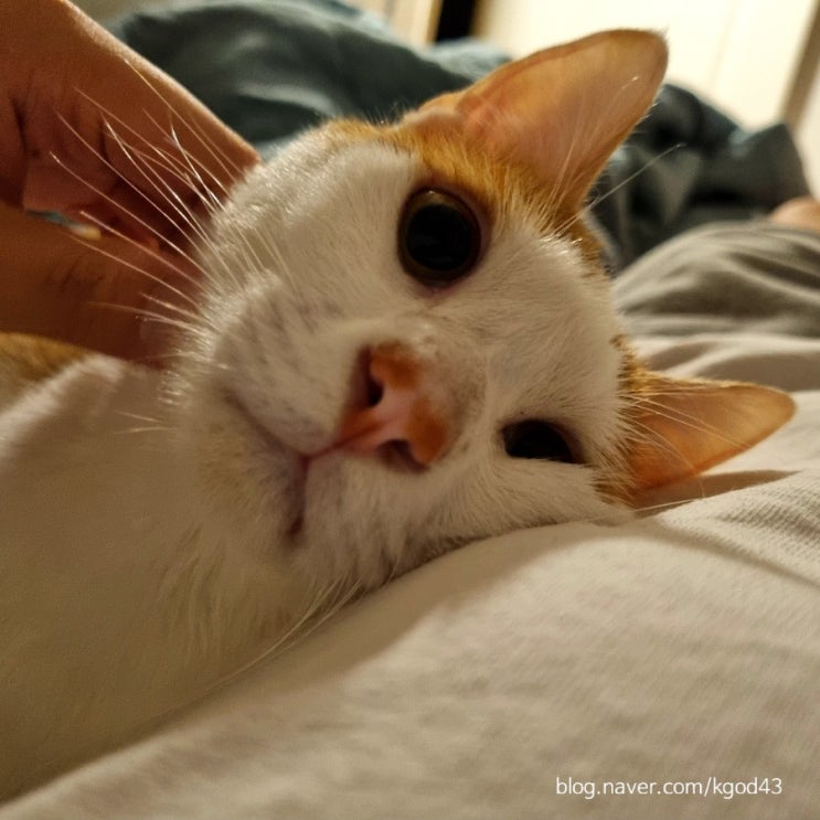  [고양이 관찰일지] 본격적인 고양이 털갈이 시작 2021/09/01