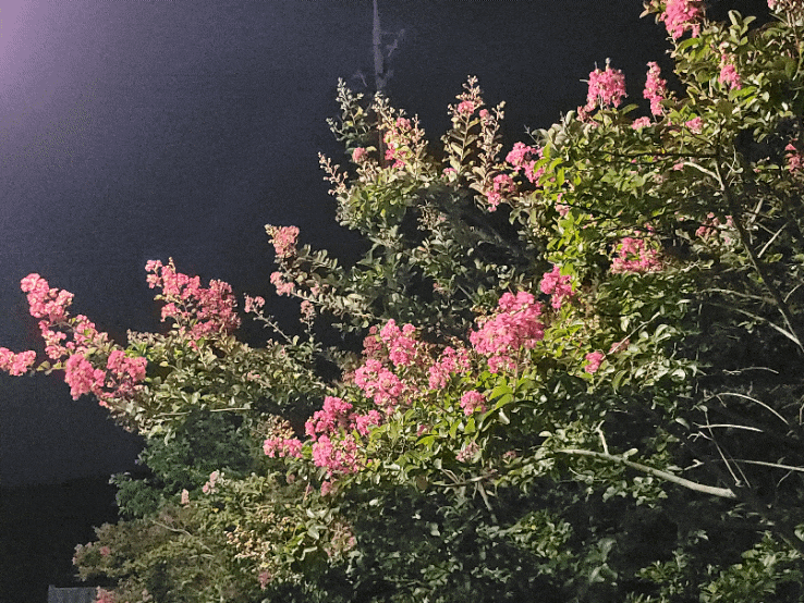  The End of July (7월과 8월 여름에 피는 꽃, 여름 정원)