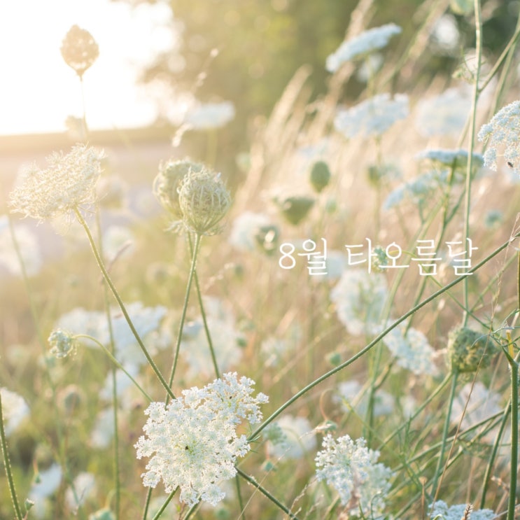  안녕, 타오름달️