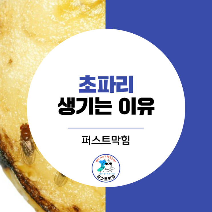 날파리 생기는 이유, 초파리잡는방법은