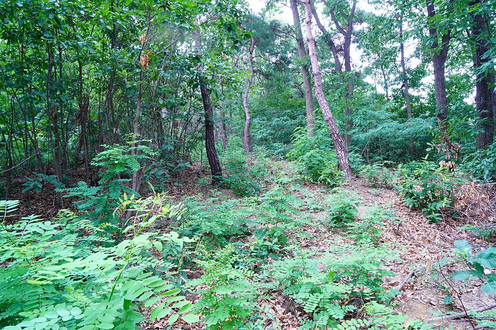 자파산 사진 5