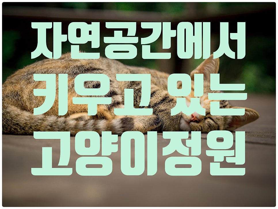 고양이정원 강화점 사진 1