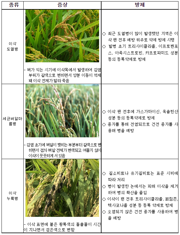 벼 생육 후기‘이삭병’미리 살펴 방제하세요_농촌진흥청 벼 생육 후기‘이삭병’미리 살펴 방제하세요_농촌진흥청