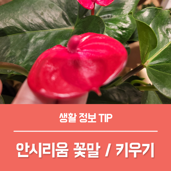 안시리움 꽃말 안스리움 키우기 물주기