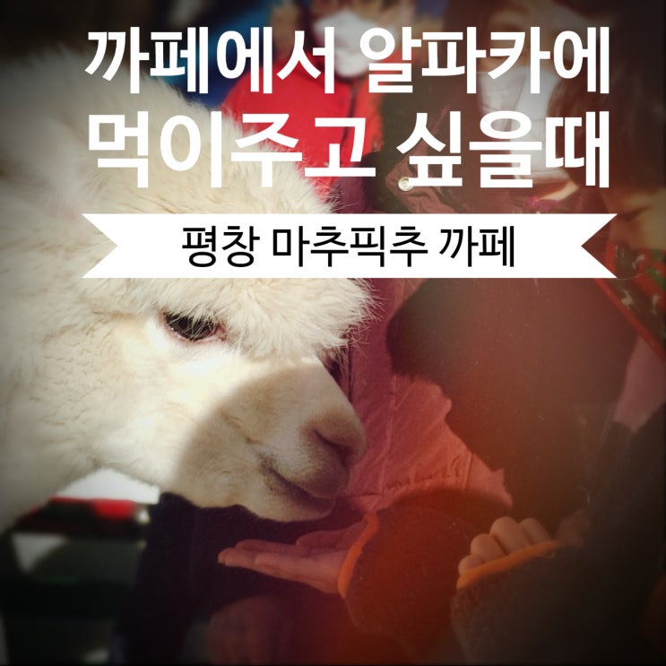  평창 알파카 카페 [마추픽추] vs 홍천  [알파카월드] 1탄, 먹이줄게 놀아다오 내돈내산