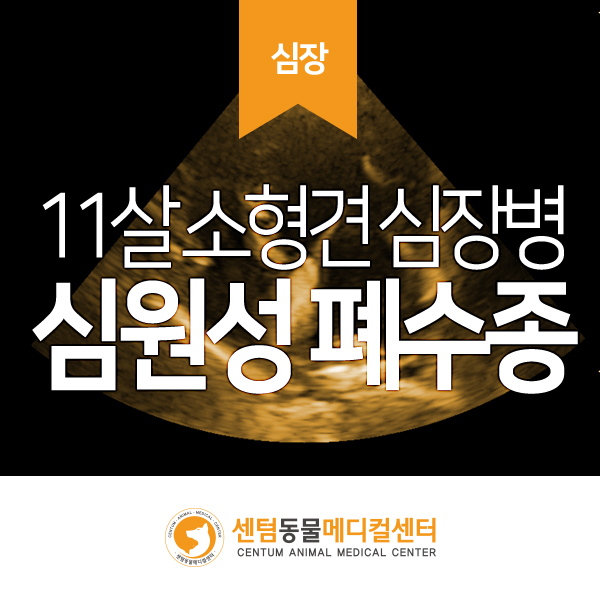  강아지 응급 호흡곤란 / 심원성 폐수종 (센텀동물메디컬센터 수영점 부산 응급 영상의학과 동물병원)