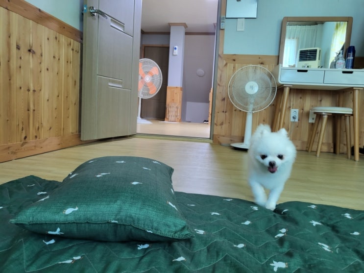  이수펜션 / 한옥마을 전주애견동반펜션 독채라서 강아지들과 완전 힐링