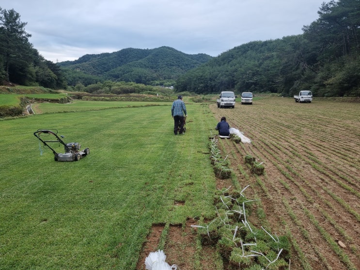  여름철 잔디 판매(산청잔디)