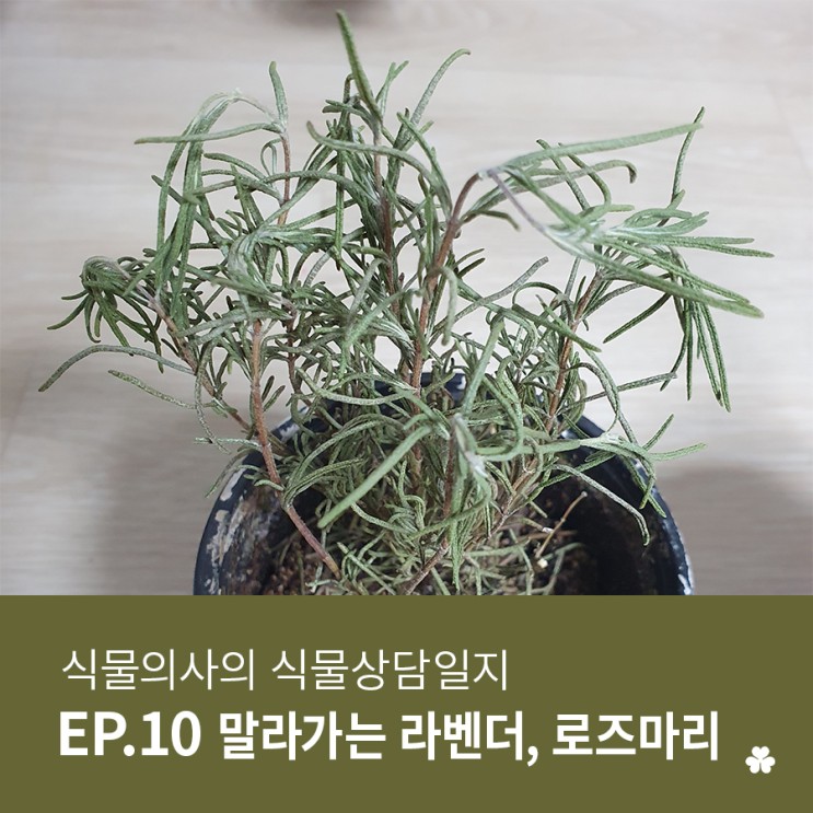 [우리식물병원]식물의사의 식물상담일지(말라가는 라벤더 로즈마리/허브키우기)