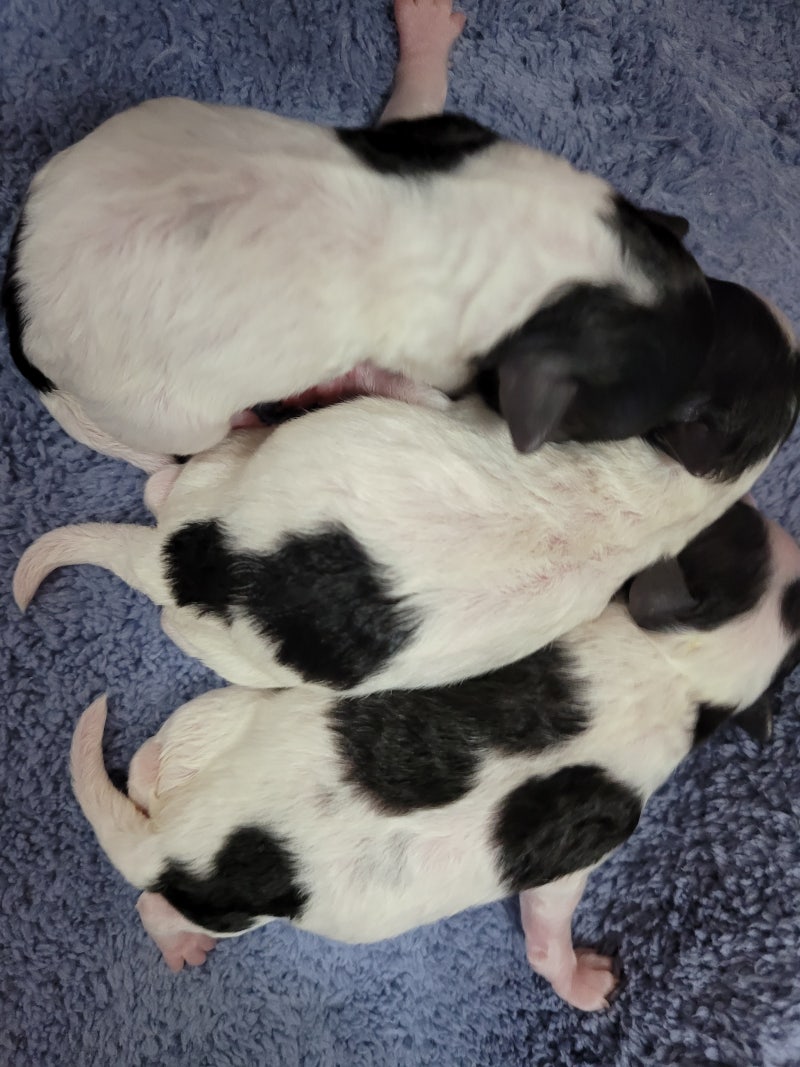 아기 실버토이푸들 | TikTok, image size:800x1067