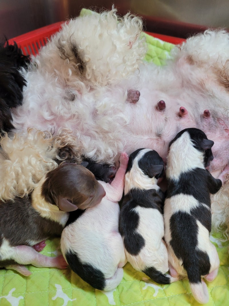 𝐁𝐋𝐄𝐒𝐒 𝐏𝐄𝐓 』 실버파티 푸들 \, image size:800x1067