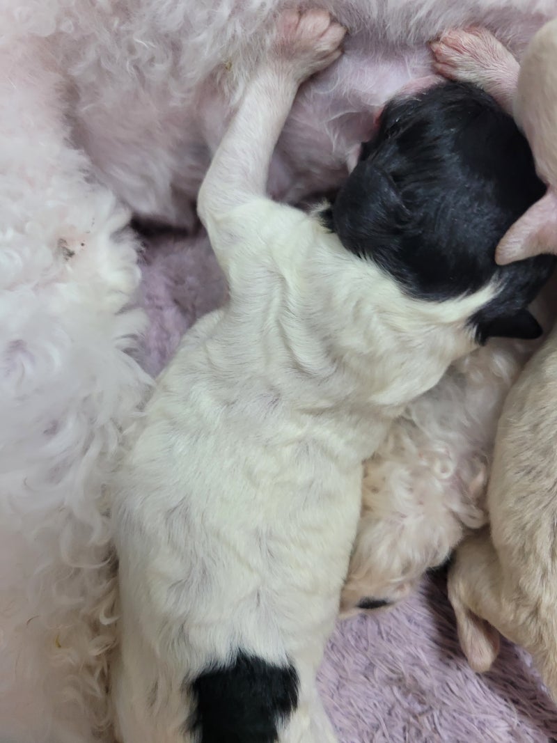 푸들 옷 | 토이 푸들 옷 | 핏따뜻함 – 페이지 4 – Fitwarm, image size:800x1067