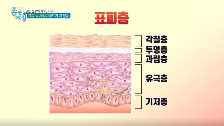 [피부 구조와 기능]표피-각질층,투명층,과립층,유극층,기저층 : 네이버 블로그