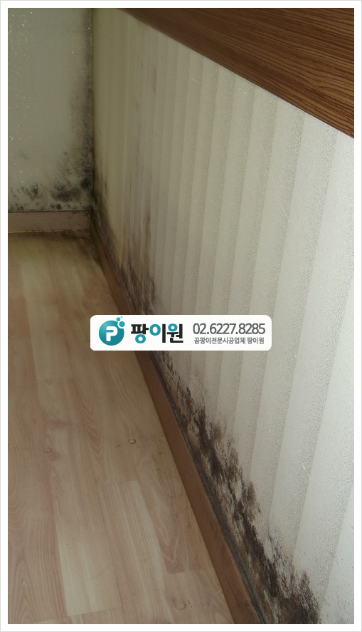  전문 벽지 곰팡이제거 업체를 찾았다!
