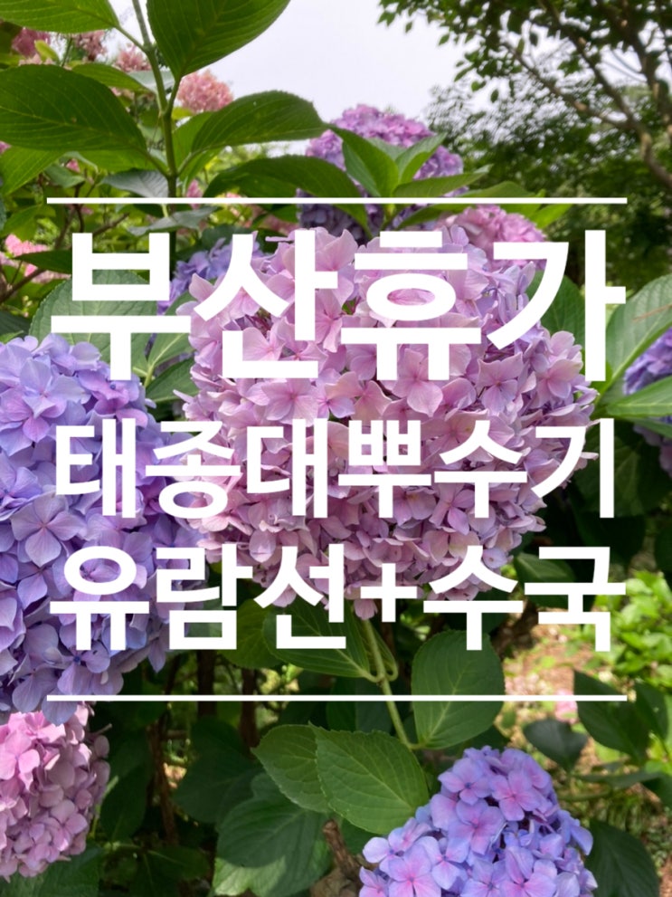  부산 휴가 [영도 태종대 유람선 + 수국]