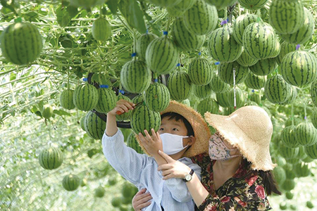 한 손에 쏙 들어오는 ‘1인 수박’은 무슨 맛?… 올 여름 ‘이색 과일’ 인기 한 손에 쏙 들어오는 ‘1인 수박’은 무슨 맛?… 올 여름 ‘이색 과일’ 인기
