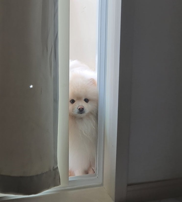  털찐이의 아침 무슨 꿍꿍일까요
