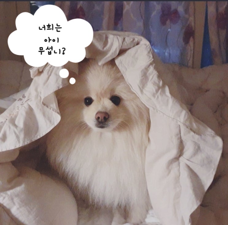  강아지 천둥번개 공포증 이유와 날벼락에 대처하는 방법