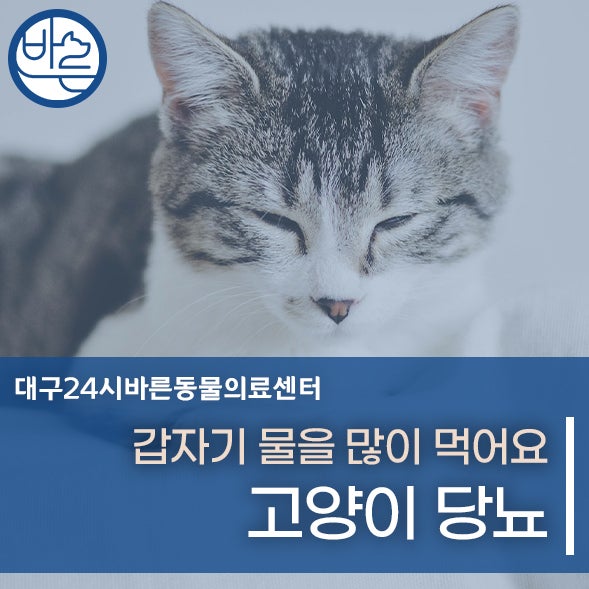 당뇨병 걸린 고양이 연속혈당측정기 리브레 붙인다
