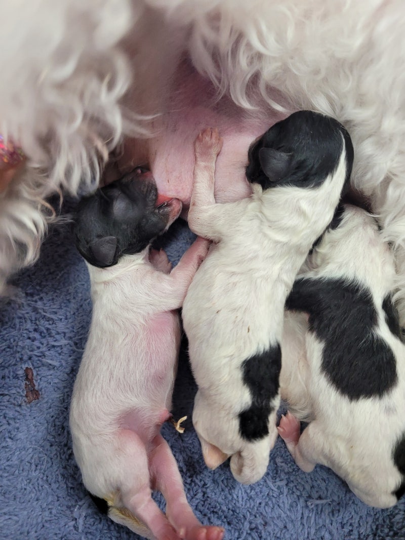 놀러오개 어서오개 - 기다리시던 말티푸. 크림푸들 친구들이 왓어요🐶 이번주 미리 전화주시고 방문주시면 특히나 기다리셨던 말티푸  아가몽을 만나실수 있으세요🤗🤗 #경기도 #광명 #서울 #강남 #말티푸 #말티푸분양 #크림푸들분양 #크림말티푸 #광명강아지분양  #경기도 ..., image size:800x1067