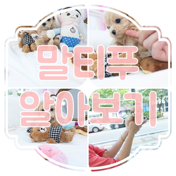  요즘 인기 많은 말티푸에 대하여 알아보자~!! (성격, 크기, 분양가)