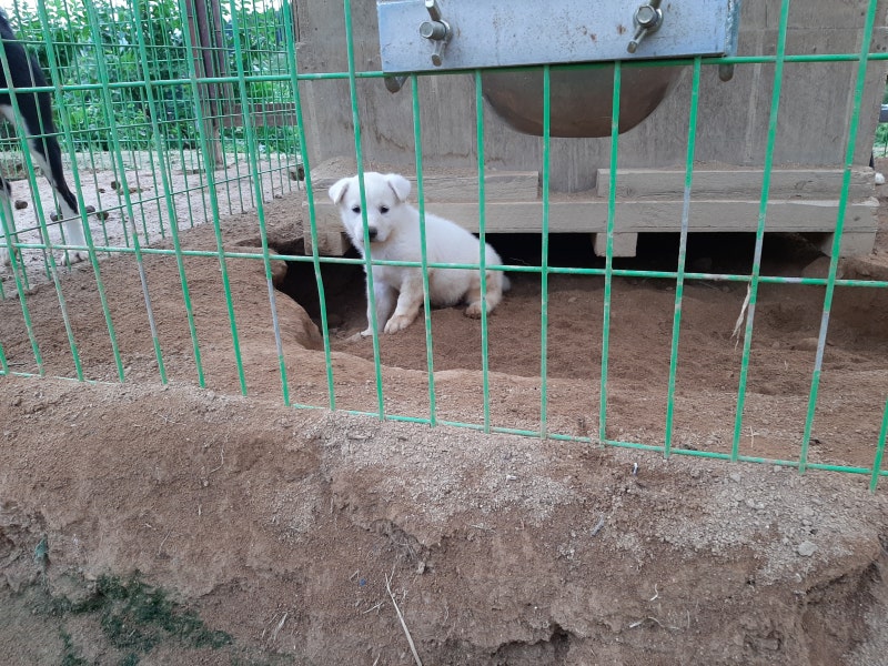 라이카 강아지 분양