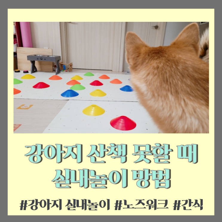  반려견] 비오는날 강아지 산책 못할 때 실내놀이 방법