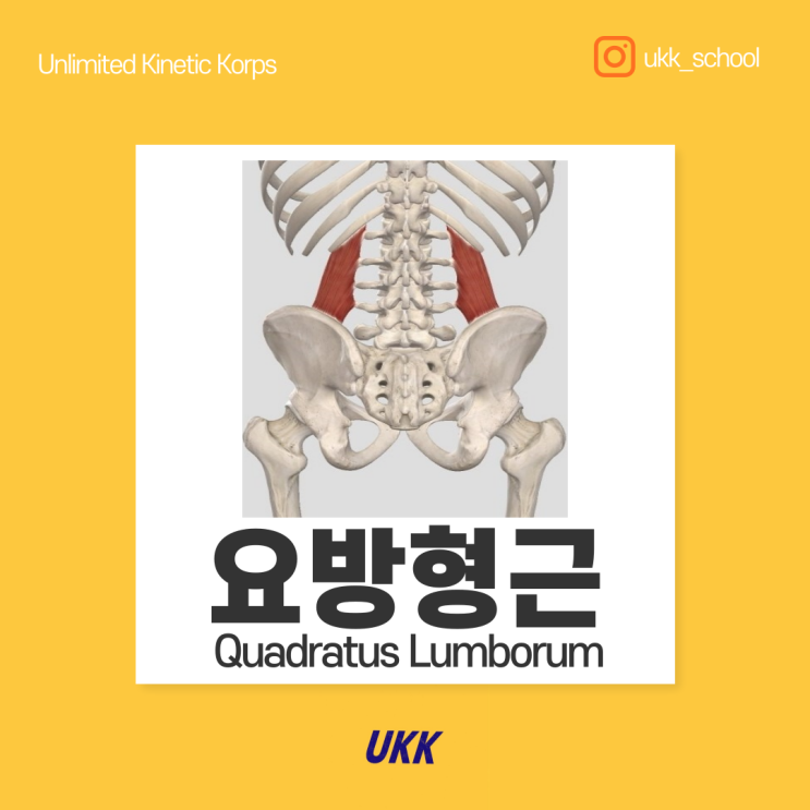 요방형근 Quadratus Lumborum