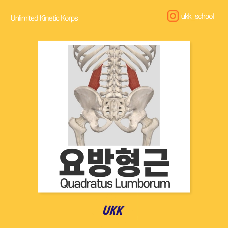  요방형근 Quadratus Lumborum