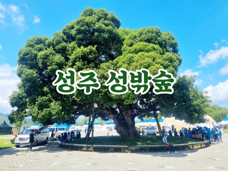  성주가볼만한곳 성밖숲 (feat. 힐링숲)