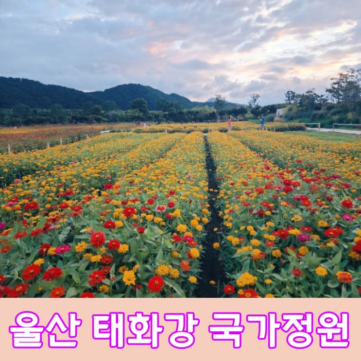  울산 태화강 국가정원에 백일홍과 부용화가 쫘악!!