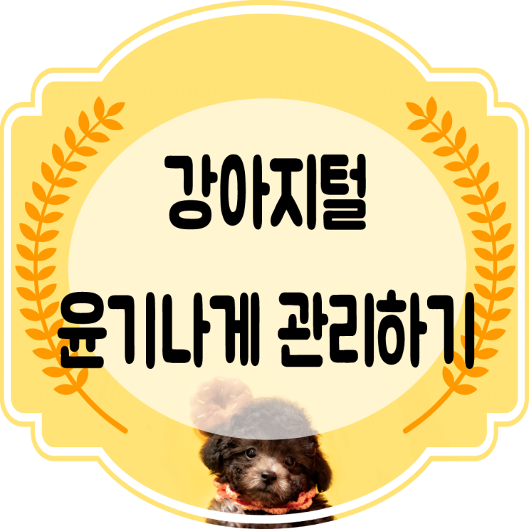  강아지털 관리법 이야기~!! 윤기나게 하는 방법은??