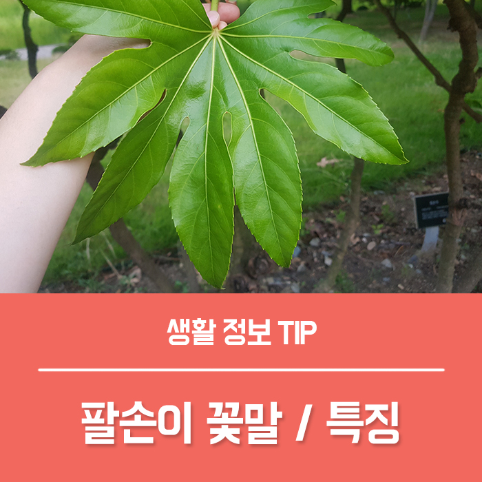  팔손이 꽃말, 팔손이 특징 키우기