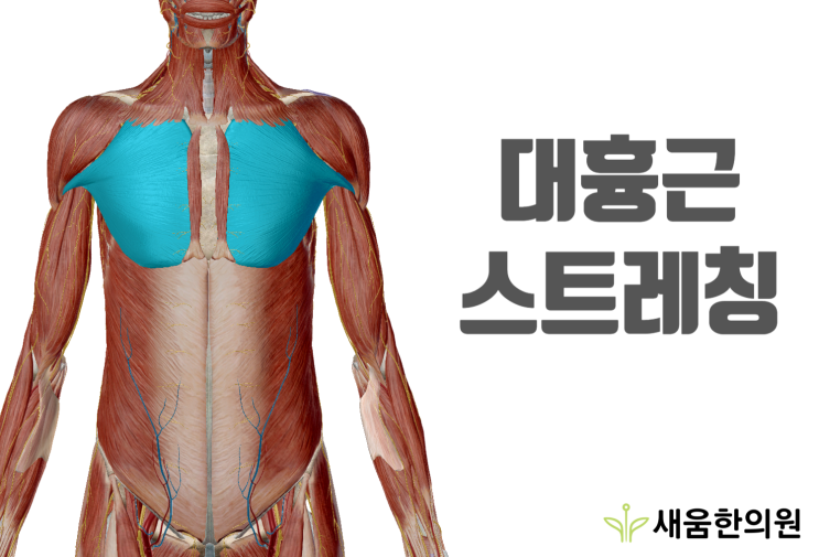 대흉근 스트레칭 안내[영통역한의원]