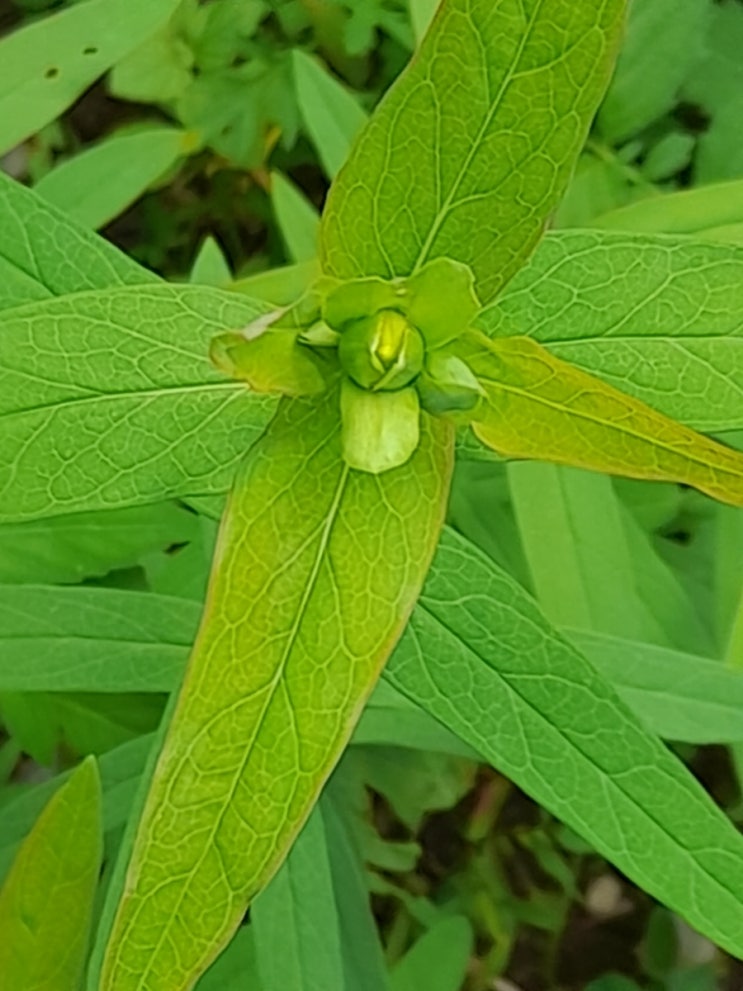물레나물의 효능