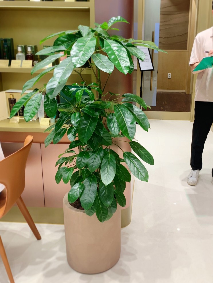 [우리식물원care] 실내매장 내부의 식물진단 식물관리법 처방