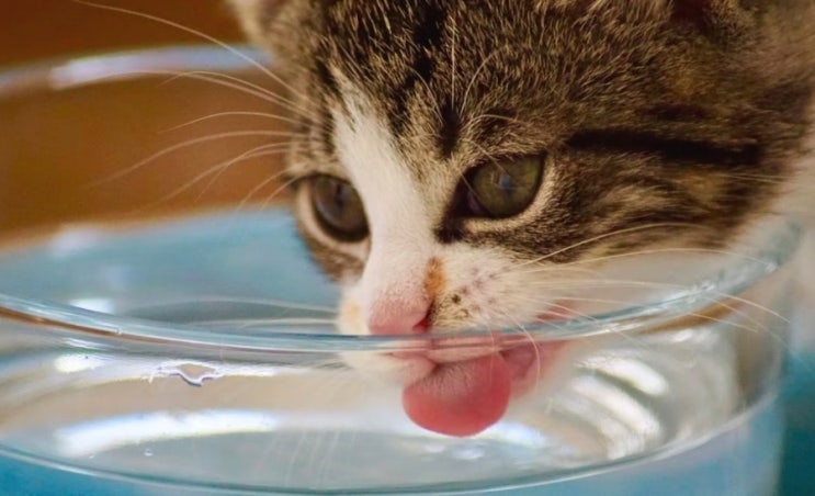 고양이, 강아지 수돗물 마셔도 될까요? 건강상 문제가 없는지 알아보아요.
